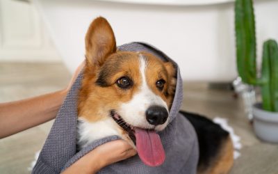 Baños regulares para mantenerlo saludable