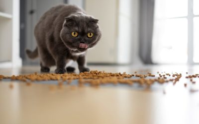 Una dieta adecuada para tu felino
