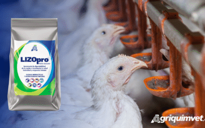Síndrome de Mala Absorción Intestinal y el Rendimiento Productivo en Broilers: Estrategias para Mitigar Efectos Indeseables