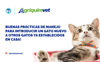 BUENAS PRÁCTICAS DE MANEJO PARA INTRODUCIR UN GATO NUEVO A OTROS GATOS YA ESTABLECIDOS EN CASA.