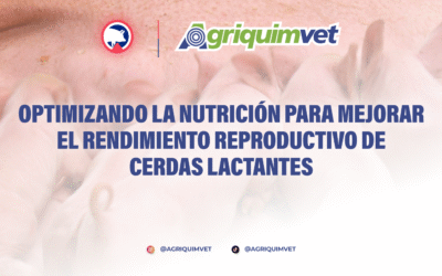 Optimizando la Nutrición para Mejorar el Rendimiento Reproductivo de Cerdas Lactantes.