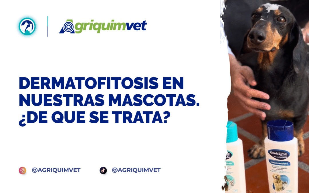 Dermatofitosis en nuestras mascotas. ¿De que se trata?
