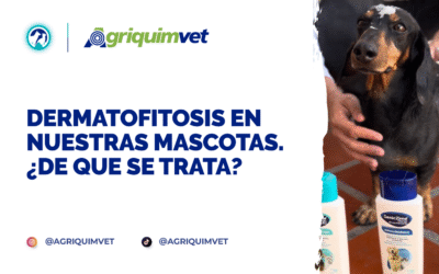 Dermatofitosis en nuestras mascotas. ¿De que se trata?